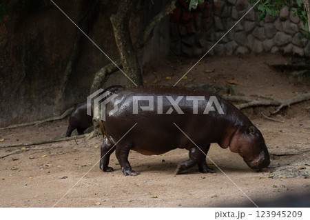 The adorable hippopotamus is becoming famous all over the world. 123945209