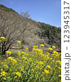 梅の木と菜の花 123945317