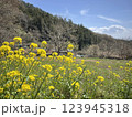 春の訪れを感じる菜の花 123945318