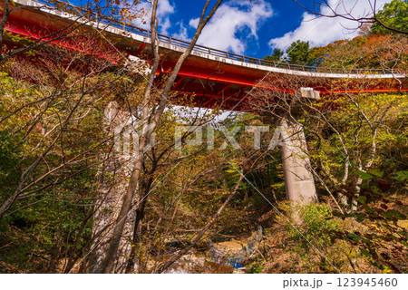 【静岡県】国道414号線・水生地下・新天城トンネル付近の紅葉 【静岡県】国道414号線・水生地下・新天城トンネル付近の紅葉 123945460