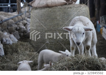 牧草を食む羊 123945502