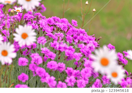 Outdoor flowerbed with daisies and carnations 123945618