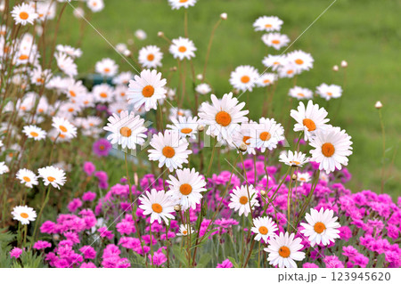 Outdoor flowerbed with daisies and carnations 123945620