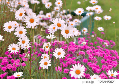 Outdoor flowerbed with daisies and carnations 123945621