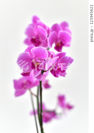 Abundantly blooming pink orchid on a light background 123945622