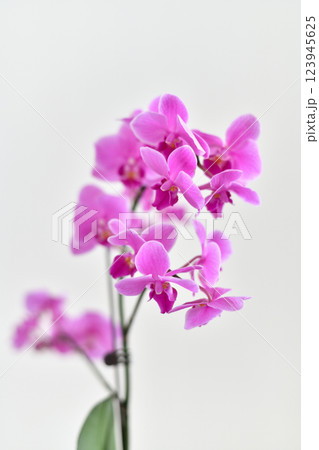 Abundantly blooming pink orchid on a light background Abundantly blooming pink orchid on a light background 123945625