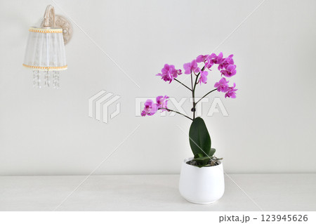 Beautiful pink orchid in a white ceramic pot against the wall 123945626