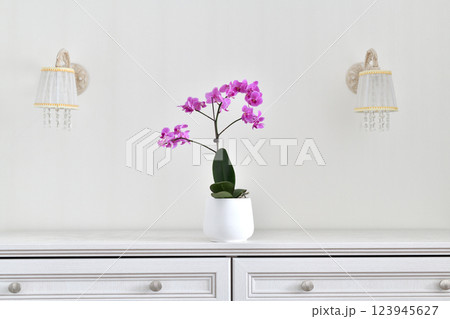 Beautiful pink orchid in a white ceramic pot against the wall 123945627
