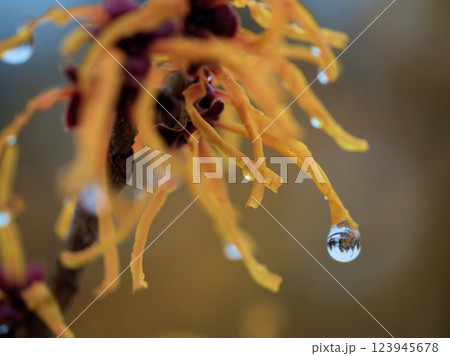 3月に美しく咲きはじめた黄色い「ハマメリス･インターメディア･エレナ」 123945678