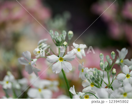 花壇の白いプリムラ 花壇の白いプリムラ 123945802