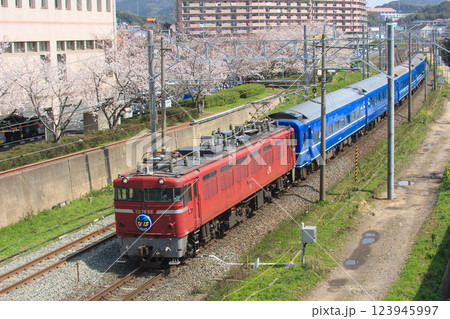 福津市役所の桜と寝台特急「なは」(JR九州) 福津市役所の桜と寝台特急「なは」(JR九州) 123945997