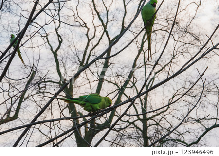 A group of green parakeets sits on bare branches against a cloudy sky, showcasing their adaptability in a London park's winter setting. 123946496