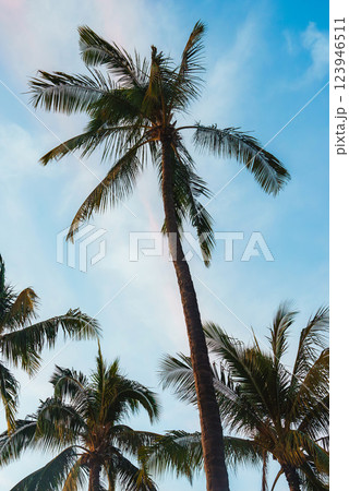 A group of tall, lush palm trees viewed from below, set against a vibrant blue sky with soft pink hues, suggesting a tropical sunrise or sunset. 123946511