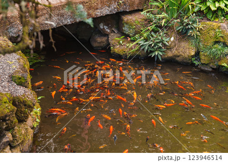 A tranquil pond filled with orange and red koi fish, surrounded by moss covered rocks and greenery, with a small stone bridge arching over it. 123946514