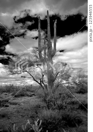 Sonora Desert Arizona in Infrared 123946555