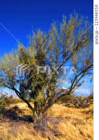 Palo Verde Tree, Sonora Desert, Mid Summer 123946559