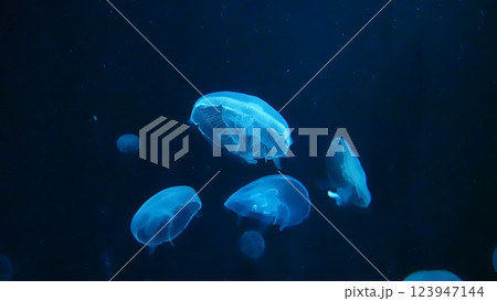 水族館のクラゲ 水族館のクラゲ 123947144