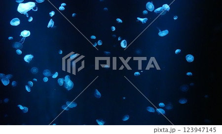 水族館のクラゲ 123947145