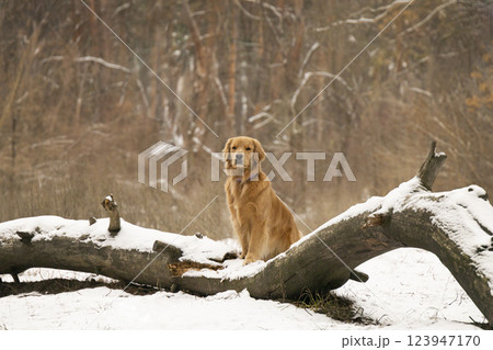 golden retriever stands with its paws on a fallen tree in a winter forest golden retriever stands with its paws on a fallen tree in a winter forest 123947170