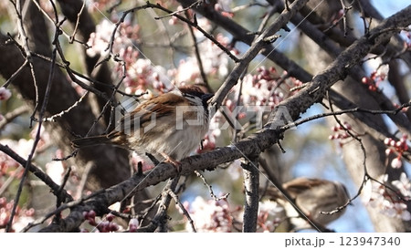 梅の木にとまる小鳥 123947340