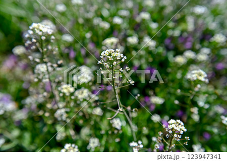 ペンペン草 123947341