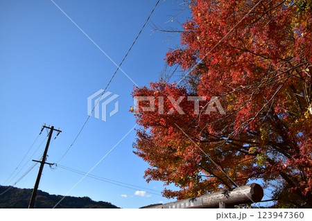 紅葉と青空 紅葉と青空 123947360