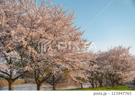 青空に映える満開の桜 青空に映える満開の桜 123947765