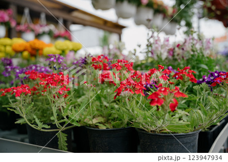 Variety of plants and flowers at flower market, selective focus on flowers. Garden center for the sale of plants. Variety of plants and flowers at flower market, selective focus on flowers. Garden center for the sale of plants. 123947934