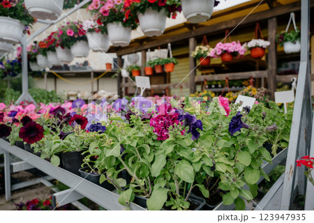 Variety of plants and flowers at flower market, selective focus on flowers. Garden center for the sale of plants. 123947935