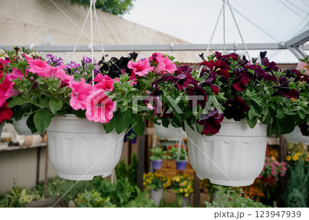 Colourful petunia flowers in vibrant pink and purple colors in decorative flower pot close up 123947939