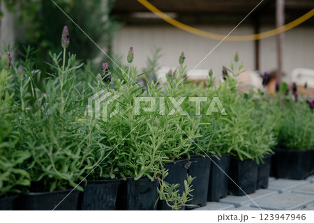 Variety of plants and flowers at flower market, selective focus on flowers. Garden center for the sale of plants. 123947946