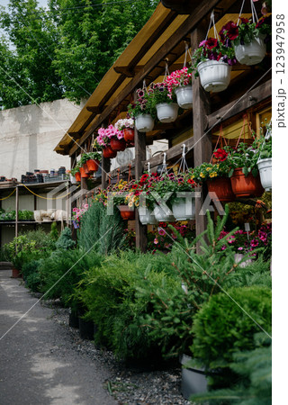 Variety of plants and flowers at flower market, selective focus on flowers. Garden center for the sale of plants. Variety of plants and flowers at flower market, selective focus on flowers. Garden center for the sale of plants. 123947958