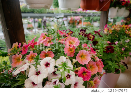 Variety of plants and flowers at flower market, selective focus on flowers. Garden center for the sale of plants. 123947975
