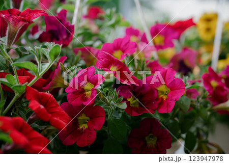 Colourful petunia flowers in vibrant pink and purple colors in decorative flower pot close up Colourful petunia flowers in vibrant pink and purple colors in decorative flower pot close up 123947978