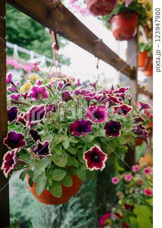 Colourful petunia flowers in vibrant pink and purple colors in decorative flower pot close up 123947980