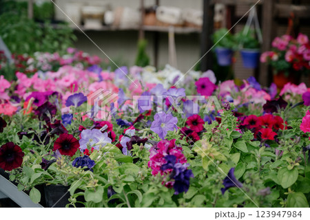 Variety of plants and flowers at flower market, selective focus on flowers. Garden center for the sale of plants. 123947984