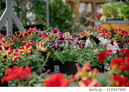 Variety of plants and flowers at flower market, selective focus on flowers. Garden center for the sale of plants. Variety of plants and flowers at flower market, selective focus on flowers. Garden center for the sale of plants. 123947990