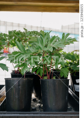 Variety of plants and flowers at flower market, selective focus on flowers. Garden center for the sale of plants. 123948055