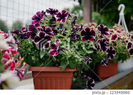 Colourful petunia flowers in vibrant pink and purple colors in decorative flower pot close up 123948060