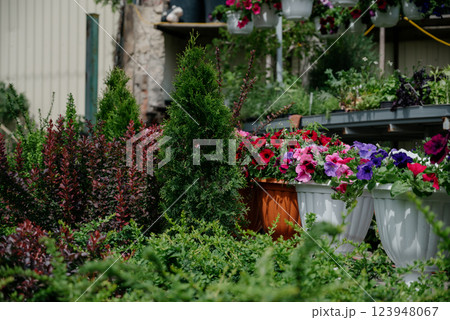 Variety of plants and flowers at flower market, selective focus on flowers. Garden center for the sale of plants. 123948067