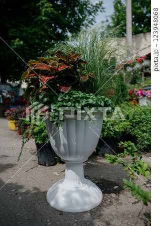 Variety of plants and flowers at flower market, selective focus on flowers. Garden center for the sale of plants. Variety of plants and flowers at flower market, selective focus on flowers. Garden center for the sale of plants. 123948068
