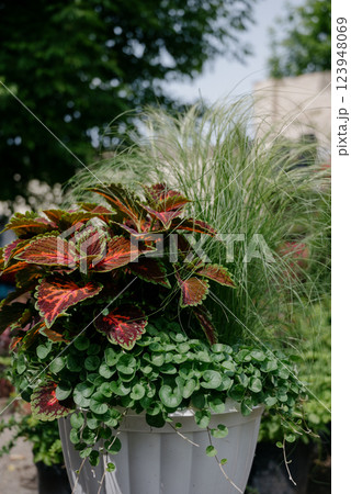 Variety of plants and flowers at flower market, selective focus on flowers. Garden center for the sale of plants. 123948069