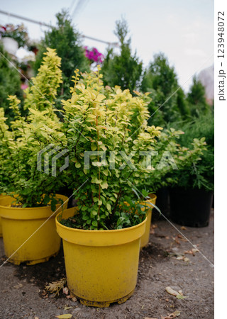 Variety of plants and flowers at flower market, selective focus on flowers. Garden center for the sale of plants. Variety of plants and flowers at flower market, selective focus on flowers. Garden center for the sale of plants. 123948072