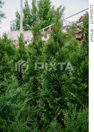 Variety of plants and flowers at flower market, selective focus on flowers. Garden center for the sale of plants. Variety of plants and flowers at flower market, selective focus on flowers. Garden center for the sale of plants. 123948073