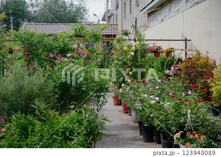 Variety of plants and flowers at flower market, selective focus on flowers. Garden center for the sale of plants. Variety of plants and flowers at flower market, selective focus on flowers. Garden center for the sale of plants. 123948089