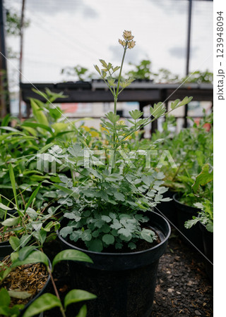Variety of plants and flowers at flower market, selective focus on flowers. Garden center for the sale of plants. 123948094