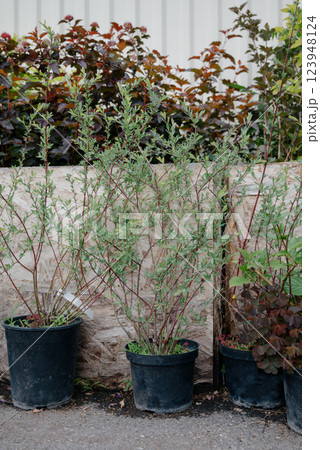 Variety of plants and flowers at flower market, selective focus on flowers. Garden center for the sale of plants. Variety of plants and flowers at flower market, selective focus on flowers. Garden center for the sale of plants. 123948124