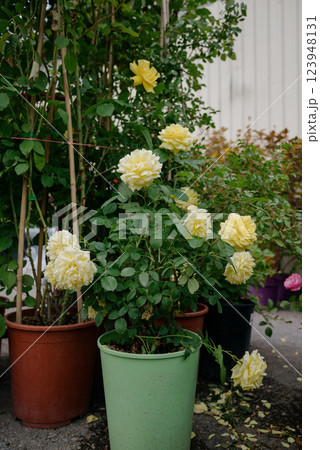 Variety of plants and flowers at flower market, selective focus on flowers. Garden center for the sale of plants. Variety of plants and flowers at flower market, selective focus on flowers. Garden center for the sale of plants. 123948131