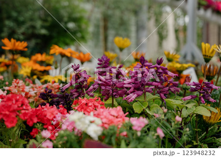 Variety of plants and flowers at flower market, selective focus on flowers. Garden center for the sale of plants. 123948232