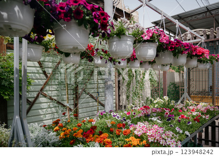Variety of plants and flowers at flower market, selective focus on flowers. Garden center for the sale of plants. Variety of plants and flowers at flower market, selective focus on flowers. Garden center for the sale of plants. 123948242